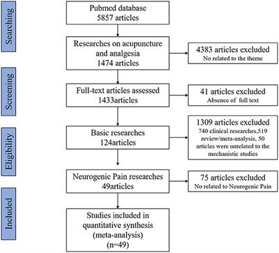 Role of nerve signal transduction and neuroimmune crosstalk in mediating the analgesic effects of acupuncture for neuropathic pain